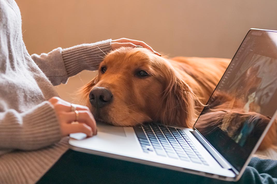 How To Keep Your Dog Occupied When Working From Home